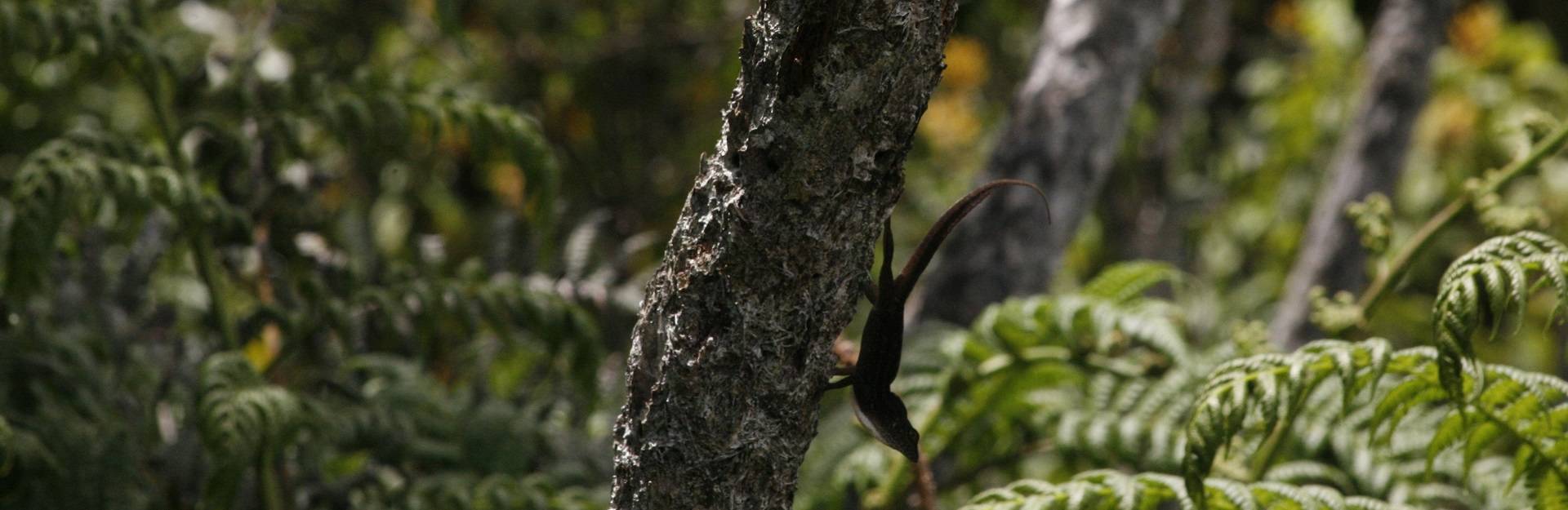 Vegetacion de La Gran Piedra en Santiago de Cuba